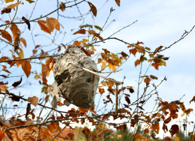 Minimize the Increased Threat of Stinging Insects This Fall
