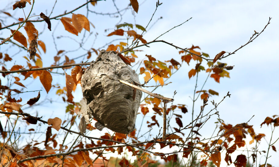 Minimize the Increased Threat of Stinging Insects This Fall