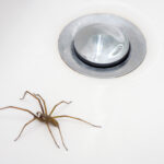 Spiders Creeping Up in Northeast Homes