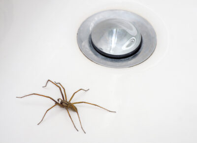 Spiders Creeping Up in Northeast Homes