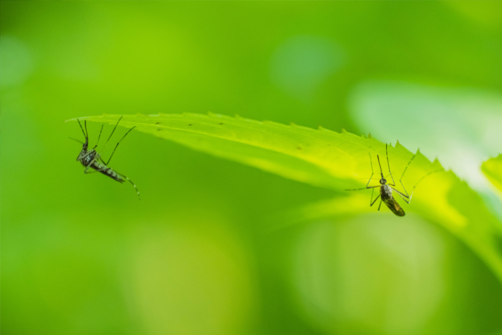 Mosquitoes Ticks & Fleas in South Jersey, PA, DE, & MD