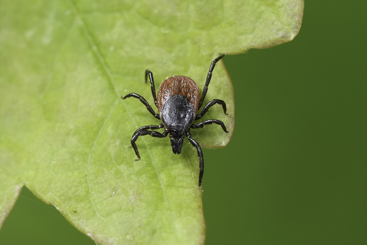 Mosquitoes Ticks & Fleas in South Jersey, PA, DE, & MD