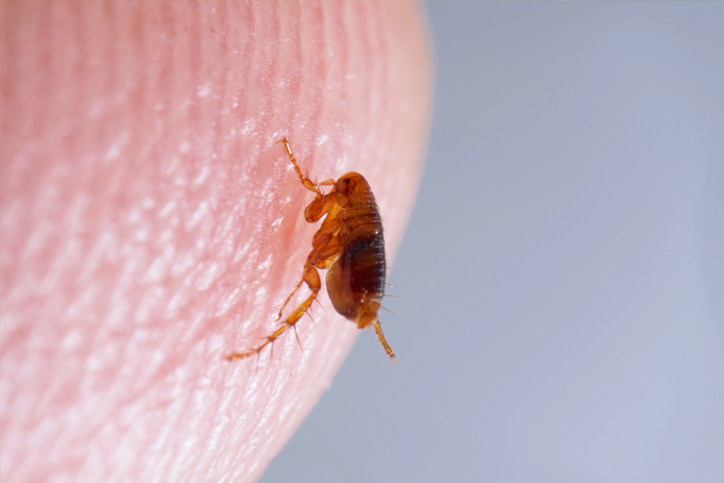 Mosquitoes Ticks & Fleas in South Jersey, PA, DE, & MD