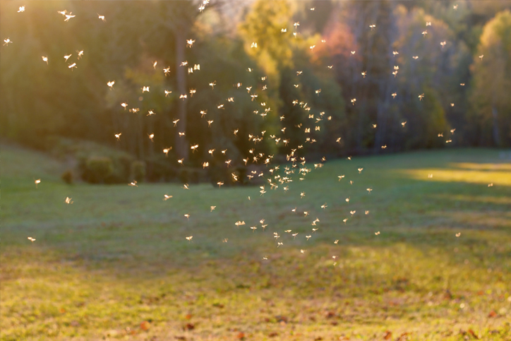 Mosquitoes Ticks & Fleas in South Jersey, PA, DE, & MD