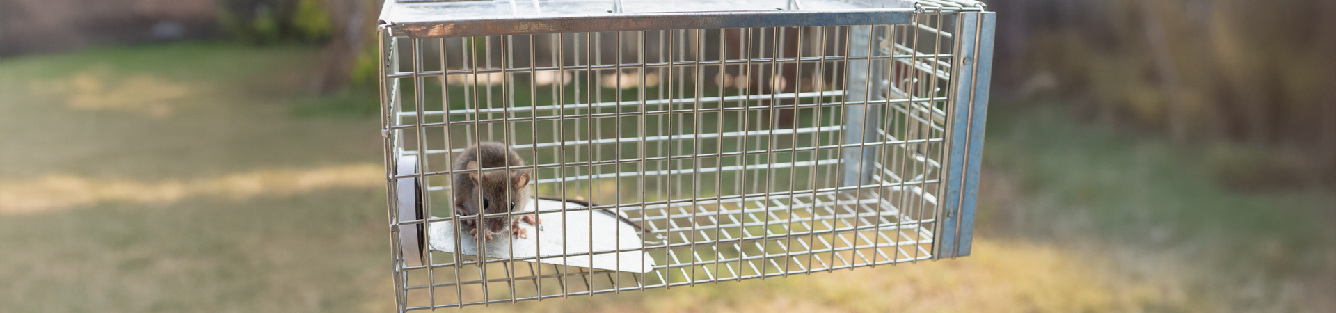 Wildlife Removal - Hoffman's Exterminating | South Jersey, PA, DE, & MD