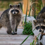 Falling Temperatures Draw Wild Animals In And Around Homes