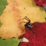Keep Spiders From Spooking You This Fall