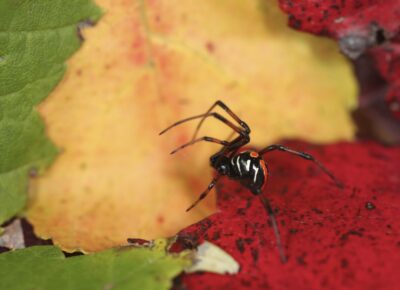 Keep Spiders From Spooking You This Fall