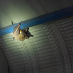 Spooky Pests Can Be A Nightmare for Homeowners