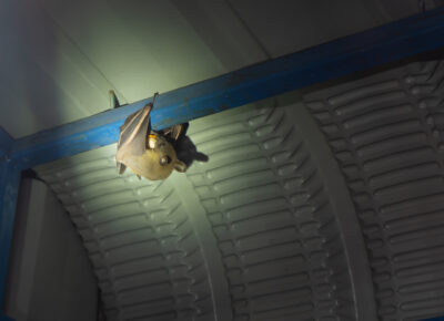 Spooky Pests Can Be A Nightmare for Homeowners