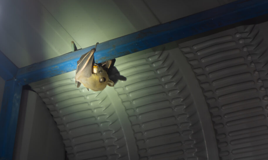 Spooky Pests Can Be A Nightmare for Homeowners