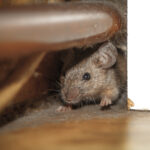 Spotted A Mouse In Your House? There May Be More.