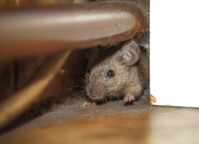 Spotted a mouse in your house there may be more