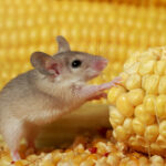 Don’t Let Pantry Pests Spoil Family Holiday Fun