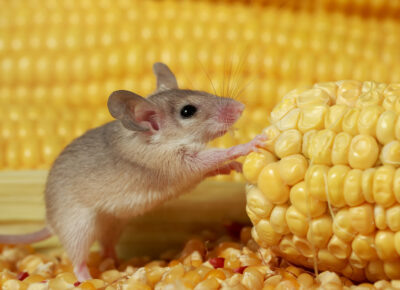 Don’t Let Pantry Pests Spoil Family Holiday Fun