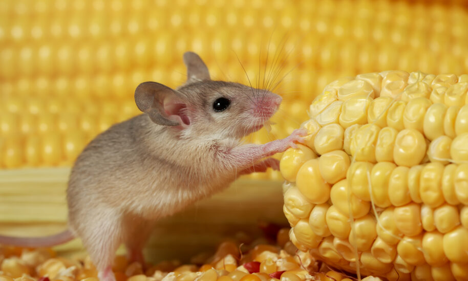 Don’t Let Pantry Pests Spoil Family Holiday Fun