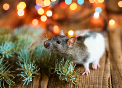 Have Yourself a Merry Little Pest-Free Holiday