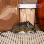 Keep Pantry Pests Out Of Holiday Cooking