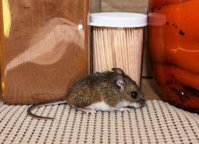 Keep Pantry Pests Out Of Holiday Cooking