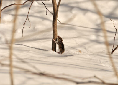 Keep Pests Outdoors Where They Belong This Winter