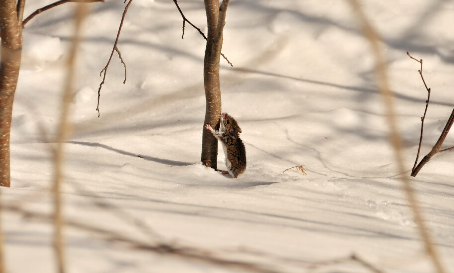 Keep Pests Outdoors Where They Belong This Winter