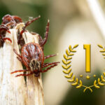 Ticks Named 2025 Pest of The Year