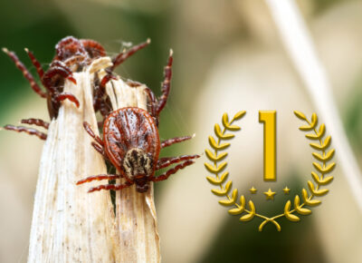 Ticks Named As The 2025 Pest of The Year