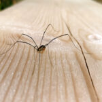 Debunking Common Spider Myths
