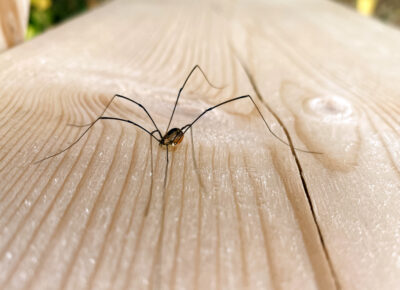 Debunking Common Spider Myths