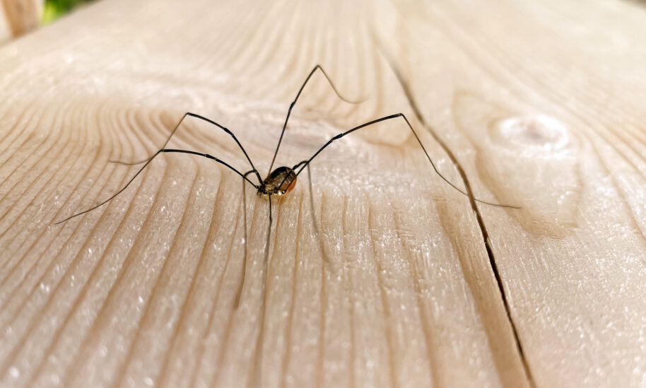 Debunking Common Spider Myths