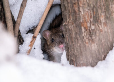 Homeowners Urged to Prepare for Winter Pest Invasion