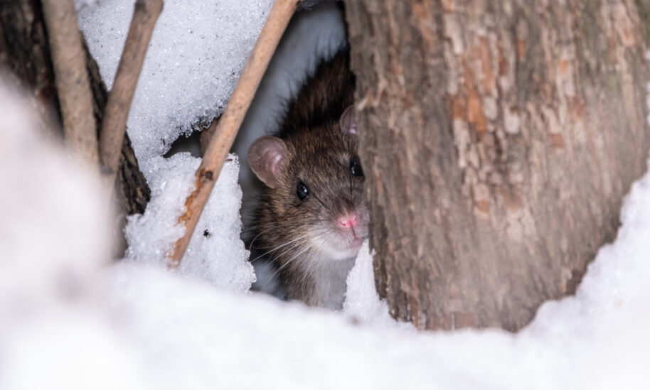Homeowners Urged to Prepare for Winter Pest Invasion