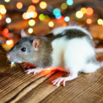 Keep Holiday Celebrations Pest-Free