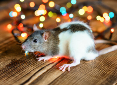Keep Holiday Celebrations Pest-Free