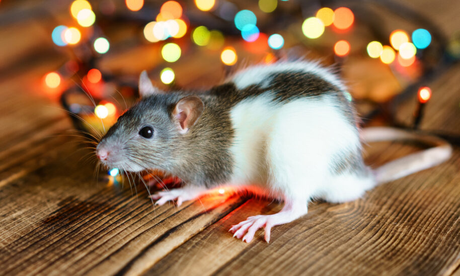 Keep Holiday Celebrations Pest-Free