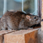 Protecting Your Home From Rodents in The Winter Months