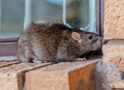 Protecting Your Home From Rodents in The Winter Months