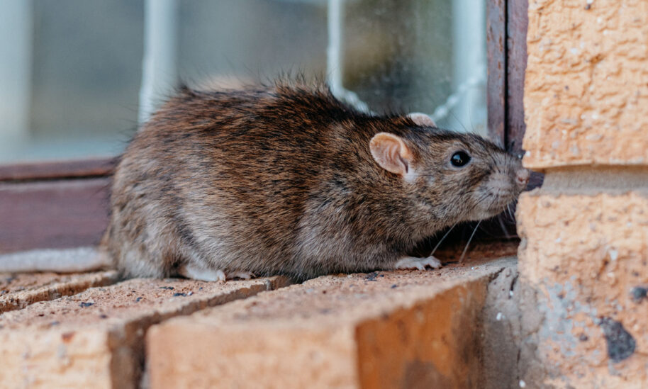 Protecting Your Home From Rodents in The Winter Months