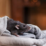 The Keys To Winter Pest Proofing