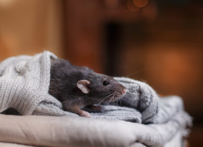 The Keys To Winter Pest Proofing