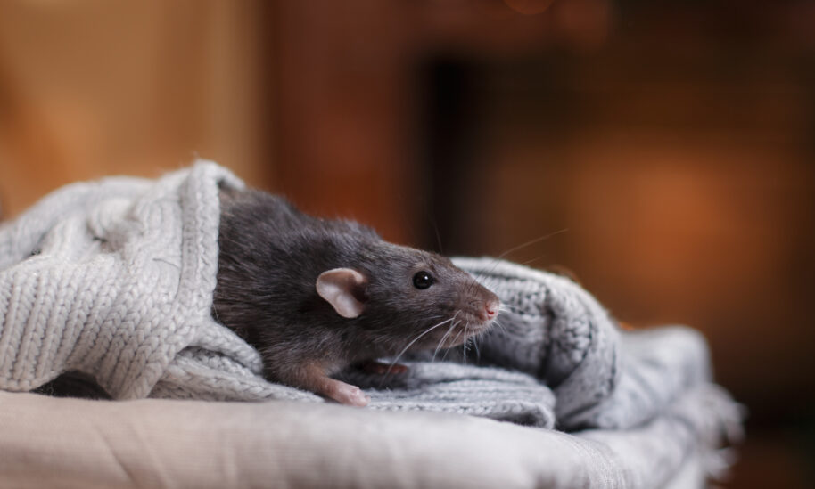 The Keys To Winter Pest Proofing