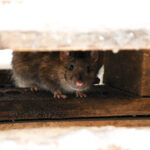 Winter Season Still Poses Pest Infestation Risks