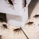 Cockroach Prevention is Necessary for Protecting Health