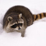 Keep An Eye Out for Nuisance Wildlife