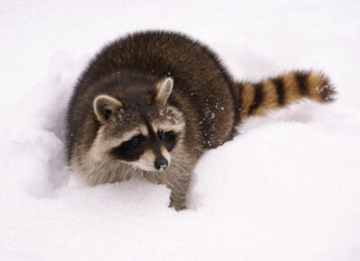 Keep An Eye Out for Nuisance Wildlife