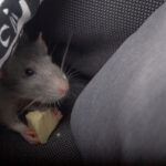 Rodents On The Move: Why Cold Weather Drives Mice and Rats Into Cars