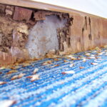 Top 5 Signs of A Termite Infestation