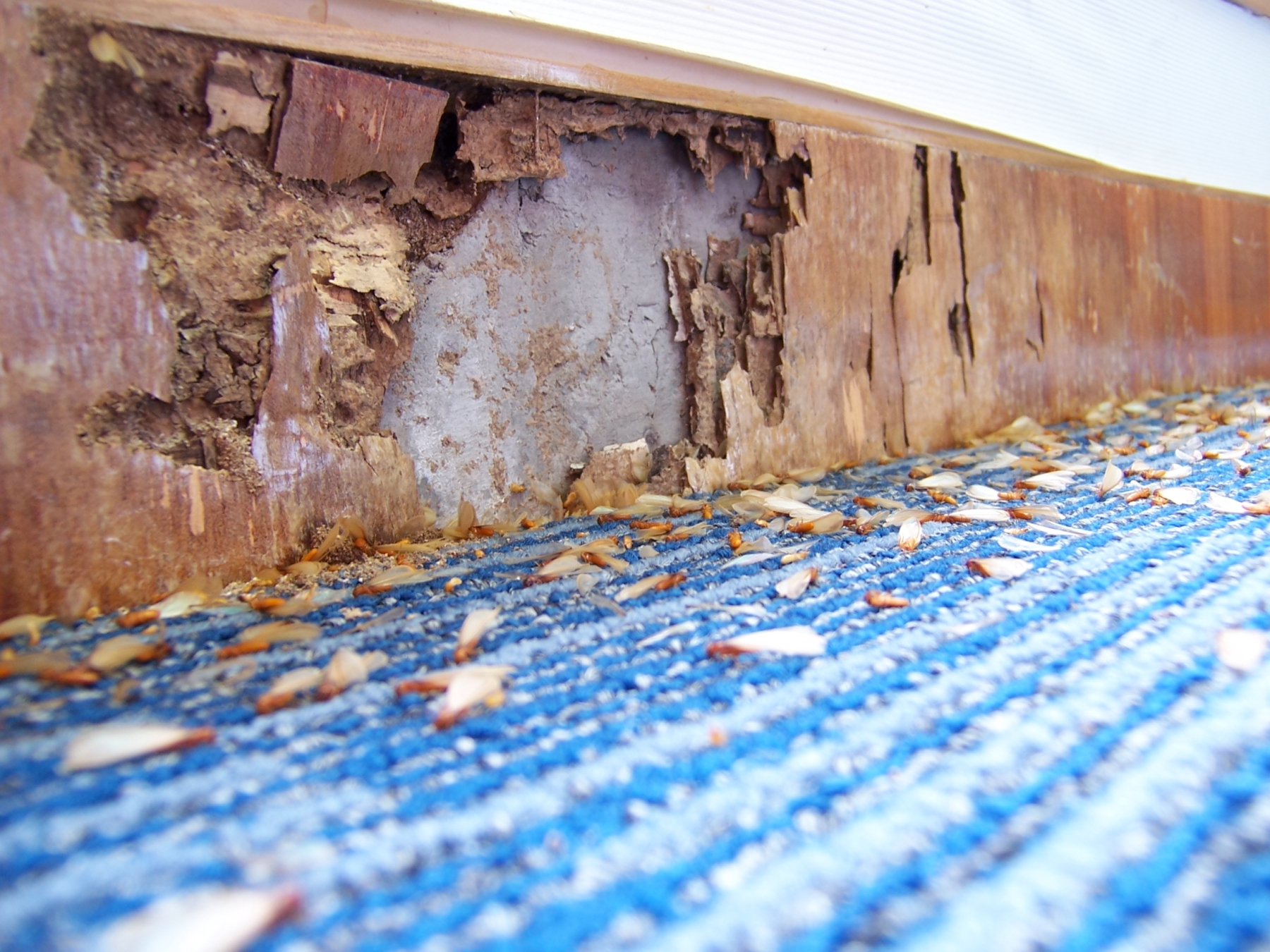 Top 5 Signs of A Termite Infestation