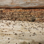 It’s Time to Start Ant-Proofing the Home