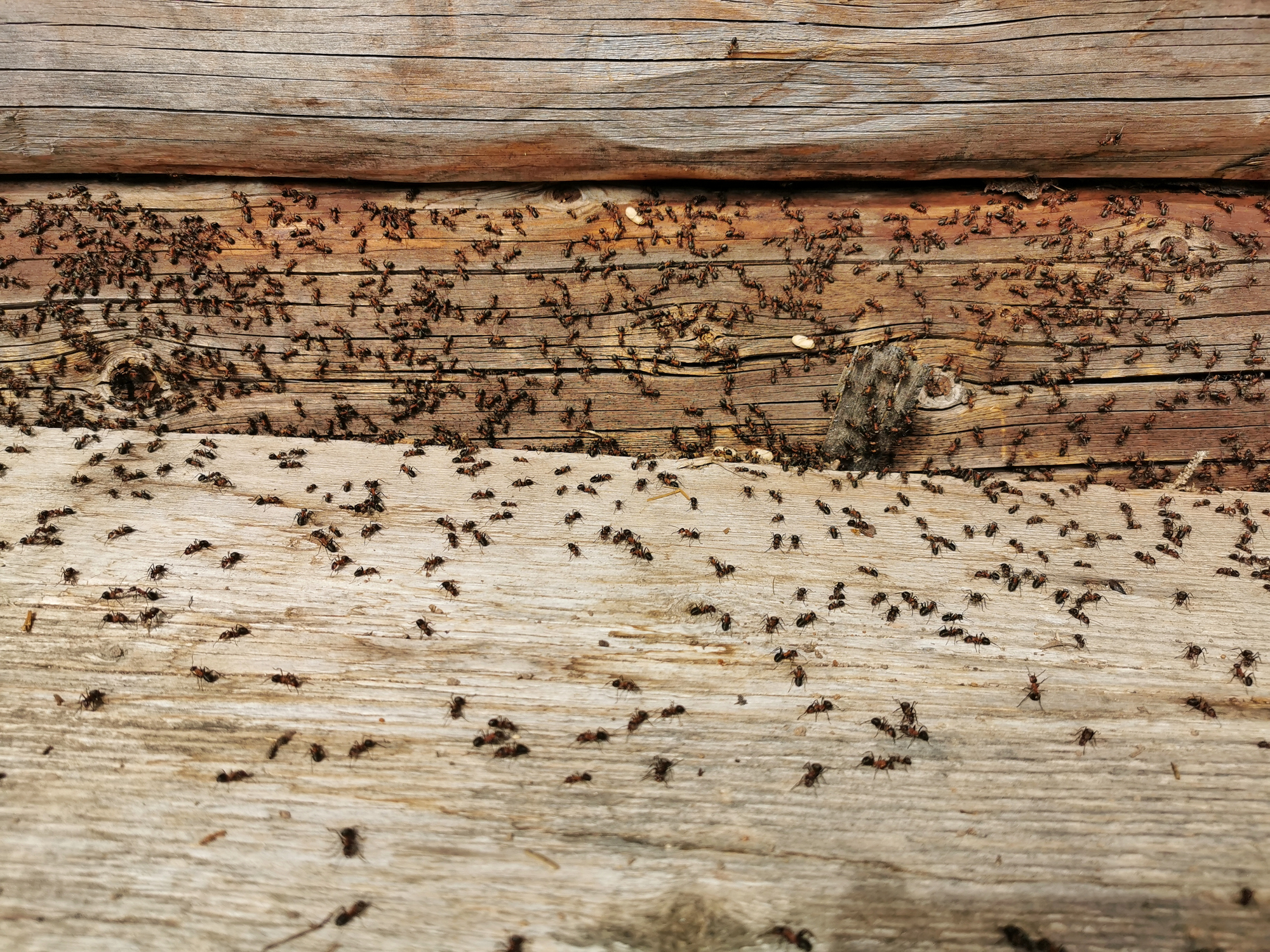 It’s Time to Start Ant-Proofing the Home